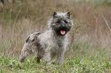 CAIRN TERRIER 615